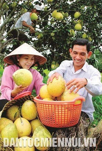 Những năm gần đây, việc cải tạo vườn tạp chuyển sang mô hình trồng cây ăn trái đã khẳng định tính hiệu quả kinh tế, ngày càng được nông dân huyện Hồng Dân nhân rộng