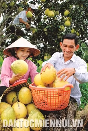 Những năm gần đây, việc cải tạo vườn tạp chuyển sang mô hình trồng cây ăn trái đã khẳng định tính hiệu quả kinh tế, ngày càng được nông dân huyện Hồng Dân nhân rộng