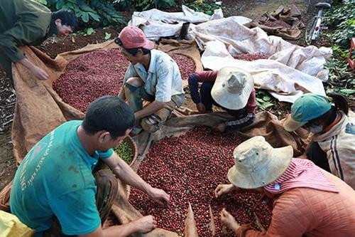 Nhiều nhà vườn tại Lâm Đồng đang khan hiếm lao động mùa thu hoạch cà phê. Ảnh: baolamdong.vn