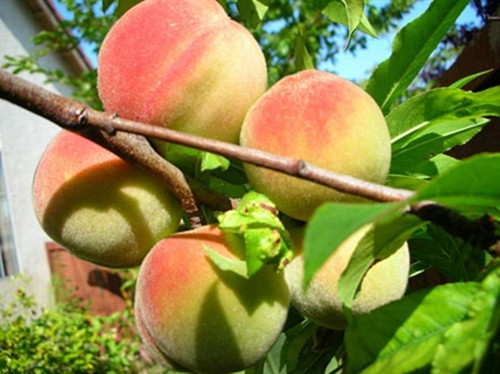 Đào Sơn La ảnh 1