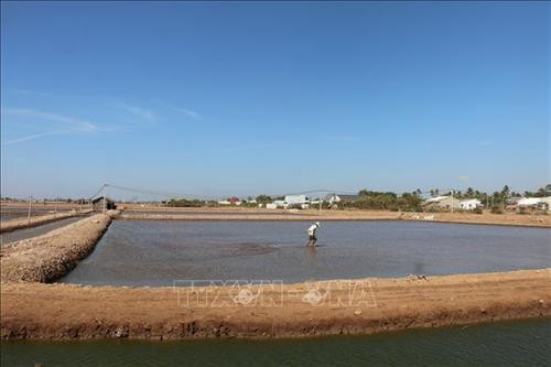 Người nuôi bừa nhuyễn thức ăn cho Artemia. Ảnh: Chanh Đa-TTXVN Người nuôi bừa nhuyễn thức ăn cho Artemia. Ảnh: Chanh Đa-TTXVN