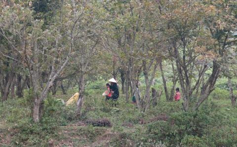 Khi quả dẻ chín và tự rụng xuống đất, người dân sẽ nhặt từng quả mang về rồi tách vỏ. Ảnh: baocaobang.vn Khi quả dẻ chín và tự rụng xuống đất, người dân sẽ nhặt từng quả mang về rồi tách vỏ. Ảnh: baocaobang.vn