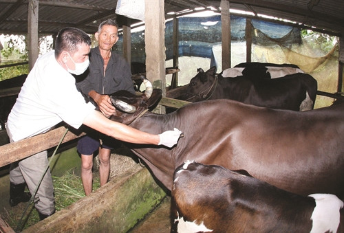 Sau khi tiêm vắc xin, vật nuôi có thể bị phản ứng do các chất phụ trợ trong vắc xin, cơ thể đang ủ bệnh Sau khi tiêm vắc xin, vật nuôi có thể bị phản ứng do các chất phụ trợ trong vắc xin, cơ thể đang ủ bệnh