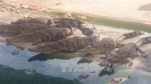Gia đình bà Nguyễn Thị Hương xã Phú Ngọc, huyện Định Quán (Đồng Nai) nuôi cá sấu. Ảnh: Sỹ Tuyên - TTXVN Gia đình bà Nguyễn Thị Hương xã Phú Ngọc, huyện Định Quán (Đồng Nai) nuôi cá sấu. Ảnh: Sỹ Tuyên - TTXVN