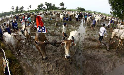 Trước cuộc thi, bò được tập trung ở bãi đất trống chờ xuất phát. Mỗi lượt đua có 2 đôi bò tham gia và thực hiện 2 vòng. Nếu đôi bò nào chạy ra ngoài coi là thua cuộc. Mỗi lượt đua có 2 đôi bò tham gia và thực hiện 2 vòng Vòng 1 gọi là vòng hô, với những cú nuớc rút ngoạn mục. Vòng đua thứ 2 là vòng thả, là vòng đua cực kỳ hấp dẫn, đặc biệt là 100 m cuối. Vòng đua thứ 2 là vòng thả, là vòng đua cực kỳ hấp dẫn, đặc biệt là 100 m cuối. Vòng đua thứ 2 là vòng thả, là vòng đua cực kỳ hấp dẫn, đặc biệt là 100 m cuối. Kết thúc cuộc đua, ban tổ chức trao phần thưởng cho đôi bò đoạt chức vô địch và cả phần thưởng cho người “Tài xế xuất sắc nhất giải”. Vòng đua thứ 2 là vòng thả, là vòng đua cực kỳ hấp dẫn, đặc biệt là 100 m cuối. Trước cuộc thi, bò được tập trung ở bãi đất trống chờ xuất phát. Mỗi lượt đua có 2 đôi bò tham gia và thực hiện 2 vòng. Nếu đôi bò nào chạy ra ngoài coi là thua cuộc. Mỗi lượt đua có 2 đôi bò tham gia và thực hiện 2 vòng Vòng 1 gọi là vòng hô, với những cú nuớc rút ngoạn mục. Vòng đua thứ 2 là vòng thả, là vòng đua cực kỳ hấp dẫn, đặc biệt là 100 m cuối. Vòng đua thứ 2 là vòng thả, là vòng đua cực kỳ hấp dẫn, đặc biệt là 100 m cuối. Vòng đua thứ 2 là vòng thả, là vòng đua cực kỳ hấp dẫn, đặc biệt là 100 m cuối. Kết thúc cuộc đua, ban tổ chức trao phần thưởng cho đôi bò đoạt chức vô địch và cả phần thưởng cho người “Tài xế xuất sắc nhất giải”. Vòng đua thứ 2 là vòng thả, là vòng đua cực kỳ hấp dẫn, đặc biệt là 100 m cuối.
