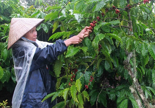 Người dân huyện Ea Kar dầm mưa thu hái cà phê. Ảnh: Phạm Cường-TTXVN