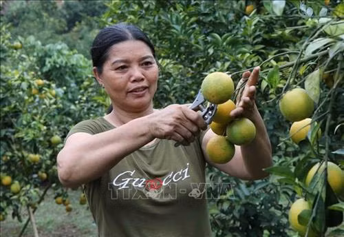 Vườn cam của gia đình chị Lê Thị Nga ở thôn Văn Yên, xã Mường Thải, huyện Phù Yên. Ảnh: Nguyễn Cường - TTXVN.