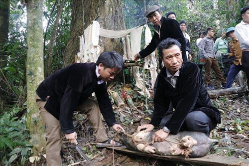 Thực hiện nghi lễ cắt tiết lợn dâng cúng Thần rừng. Ảnh: Việt Dũng – TTXVN