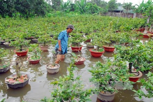 Gần 4.000 chậu mai Tết của gia đình ông Nguyễn Doanh thuộc phường Tam Phú bị ngập nước. Ảnh: Mạnh Linh-TTXVN