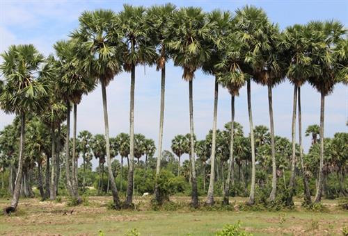 Thốt nốt là loại cây được trồng phổ biến ở Tịnh Biên (An Giang). Ảnh: danviet.vn Thốt nốt là loại cây được trồng phổ biến ở Tịnh Biên (An Giang). Ảnh: danviet.vn