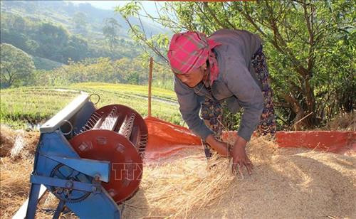 Chị Sung Thị Lâu (dân tộc Mông, sinh năm 1982), trú tại bản Toong, xã Pù Nhi, huyện Mường Lát thu hoạch lúa. Ảnh: Nguyễn Nam – TTXVN Chị Sung Thị Lâu (dân tộc Mông, sinh năm 1982), trú tại bản Toong, xã Pù Nhi, huyện Mường Lát thu hoạch lúa. Ảnh: Nguyễn Nam – TTXVN