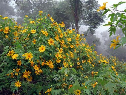 Vườn hoa dã quỳ tại vườn quốc gia Ba Vì. Ảnh: Nguyễn Văn Cảnh - TTXVN Vườn hoa dã quỳ tại vườn quốc gia Ba Vì. Ảnh: Nguyễn Văn Cảnh - TTXVN