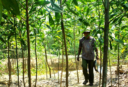 Gia đình ông Đặng Xuân Tân ở thôn Tiền Tiến, xã Quảng Châu, huyện Quảng Trạch vay 50 triệu đồng đầu tư vào mô hình kinh tế tổng hợp VAC là trồng rừng keo, cao su, nuôi ong, vịt, ngan với diện tích trên 6ha