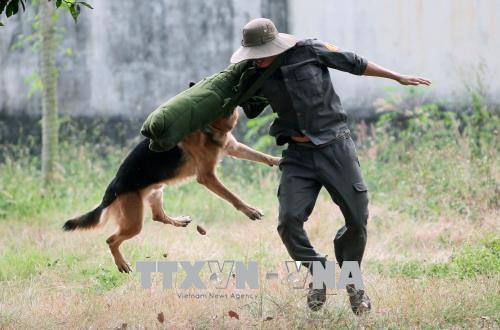 Chó nghiệp vụ tập luyện bài tấn công trấn áp đối tượng: Ảnh: Quang Nhựt - TTXVN Chó nghiệp vụ tập luyện bài tấn công trấn áp đối tượng: Ảnh: Quang Nhựt - TTXVN