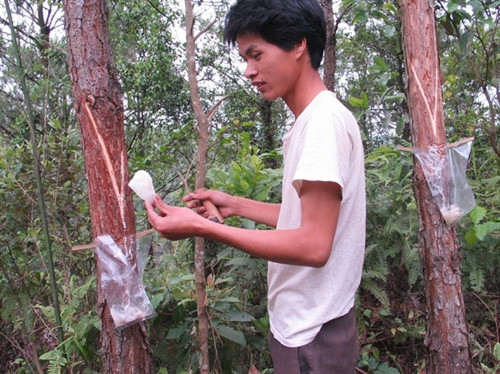 Bà con nông dân ở xã Quan Bản (Lộc Bình) khai thác nhựa thông mã vĩ. Nguồn ảnh: nhandan.com.vn Bà con nông dân ở xã Quan Bản (Lộc Bình) khai thác nhựa thông mã vĩ. Nguồn ảnh: nhandan.com.vn