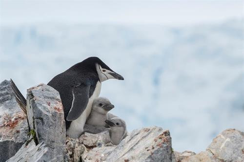 Gia đình chim cánh cụt quai mũ ở Spigot Peak, Dải Gerlache, Nam cực Gia đình chim cánh cụt quai mũ ở Spigot Peak, Dải Gerlache, Nam cực