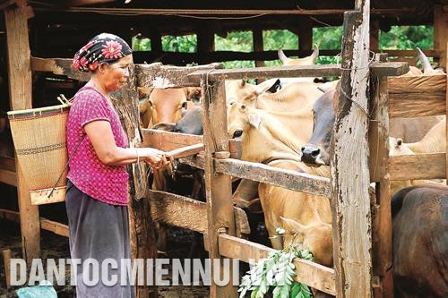Trạm y tế xã Ia Kriêng chăm sóc sức khỏe cho trẻ em dưới 6 tháng tuổi. Gia đình bà Rơ Mah Che ở làng Krol, xã Ia Krêl có 4 ha cao su, hơn 1 ha cà phê và 30 con bò, mỗi năm đem lại thu nhập trên 200 triệu đồng.