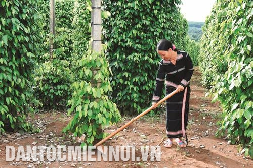 Xã Ia krêl đưa vào sử dụng 12 căn nhà cho những gia đình có công với cách mạng. Mỗi căn nhà được hỗ trợ 40 triệu đồng, gia đình chỉ đóng góp thêm từ 5 đến 10 triệu đồng. Huyện Đức Cơ đẩy mạnh cơ giới hóa vào sản xuất nông nghiệp. Chị Rơ Lan Er ở làng Yeh, xã Ia Lang có 2 ha cà phê, 500 trụ tiêu, 2 ha điều... mỗi năm thu nhập trên 200 triệu đồng. Chị luôn nhiệt tình giúp đỡ các chị em trong làng để cùng nhau vươn lên thoát nghèo.
