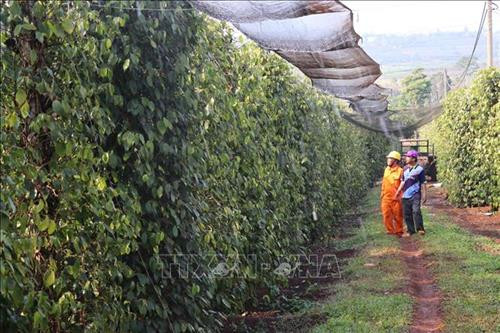 Nguồn điện và chất lượng điện đảm bảo giúp bà con nông dân tưới tiêu, phục vụ sản xuất. Ảnh: Dư Toán - TTXVN Nguồn điện và chất lượng điện đảm bảo giúp bà con nông dân tưới tiêu, phục vụ sản xuất. Ảnh: Dư Toán - TTXVN