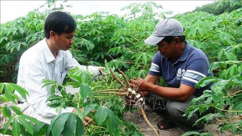 Cán bộ kỹ thuật kiểm tra bệnh khảm lá cây sắn. Ảnh: Lê Đức Hoảnh - TTXVN Cán bộ kỹ thuật kiểm tra bệnh khảm lá cây sắn. Ảnh: Lê Đức Hoảnh - TTXVN