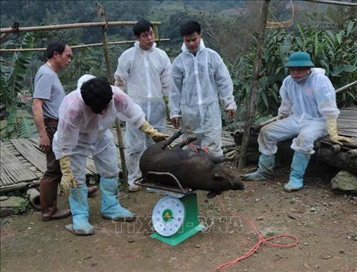Các cán bộ thú y cân lợn trước khi mang đi thiêu hủy lợn trong vùng dịch để sau đó đền bù cho bà con. Ảnh: Vũ Hoàng Giang - TTXVN Các cán bộ thú y cân lợn trước khi mang đi thiêu hủy lợn trong vùng dịch để sau đó đền bù cho bà con. Ảnh: Vũ Hoàng Giang - TTXVN