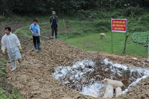 : Lực lượng chức năng thiêu hủy số lợn chết do dịch tả châu Phi nhằm ngăn dịch bệnh lây lan. Ảnh: Vũ Hoàng Giang - TTXVN : Lực lượng chức năng thiêu hủy số lợn chết do dịch tả châu Phi nhằm ngăn dịch bệnh lây lan. Ảnh: Vũ Hoàng Giang - TTXVN