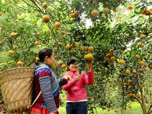 Một trong nhiều mô hình trồng cam VietGap của bà con thôn Vĩnh Sơn, xã Vĩnh Hảo (Bắc Quang). Ảnh: Lê Lâm Một trong nhiều mô hình trồng cam VietGap của bà con thôn Vĩnh Sơn, xã Vĩnh Hảo (Bắc Quang). Ảnh: Lê Lâm