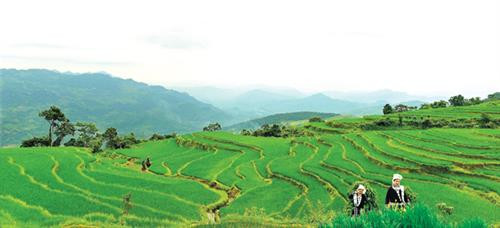 Ruộng bậc thang Khau Tràng. Ảnh: baotuyenquang.com.vn Ruộng bậc thang Khau Tràng. Ảnh: baotuyenquang.com.vn