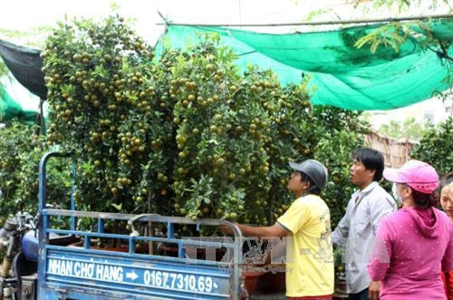 Người dân mua tắc tại Bến Bình Đông, quận 8, Thành phố Hồ Chí Minh. Ảnh: Phương Vy- TTXVN Người dân mua tắc tại Bến Bình Đông, quận 8, Thành phố Hồ Chí Minh. Ảnh: Phương Vy- TTXVN