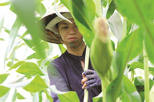 Ngô vụ đông thường bị sâu ăn lá, sâu đục thân, cần thường xuyên kiểm tra để kịp thời phát hiện, xử lý
