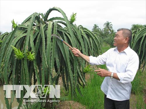 Ông Tư chăm sóc vườn thanh long. Ảnh: Minh Trí - TTXVN Ông Tư chăm sóc vườn thanh long. Ảnh: Minh Trí - TTXVN
