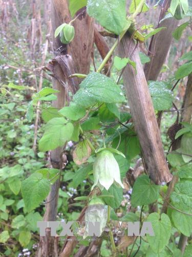 Cây dược liệu Đảng sâm Việt Nam được trồng tại Khu bảo tồn thiên nhiên Pù Luông phát triển tốt. Ảnh: Nguyễn Nam - TTXVN Cây dược liệu Đảng sâm Việt Nam được trồng tại Khu bảo tồn thiên nhiên Pù Luông phát triển tốt. Ảnh: Nguyễn Nam - TTXVN