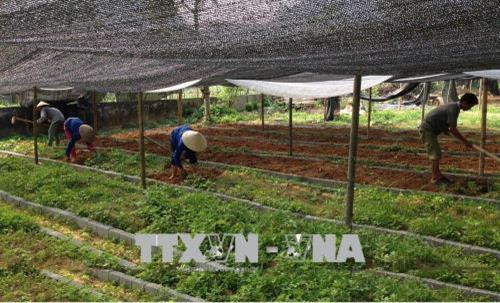 Người dân sống quanh Khu bảo tồn thiên nhiên Pù Luông phát triển trồng cây dược liệu. Ảnh: Nguyễn Nam - TTXVN Người dân sống quanh Khu bảo tồn thiên nhiên Pù Luông phát triển trồng cây dược liệu. Ảnh: Nguyễn Nam - TTXVN
