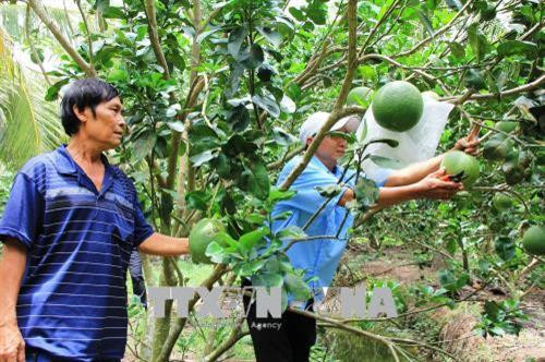 Thu hoạch bưởi da xanh ở Bến Tre. Ảnh: Công Trí - TTXVN Thu hoạch bưởi da xanh ở Bến Tre. Ảnh: Công Trí - TTXVN