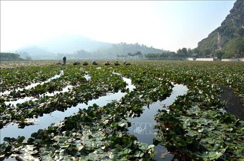 Hồ Ấu rộng 12 ha đẹp như một bức tranh sơn thủy giữa trời thu. Ảnh: Hoa Mai - TTXVN