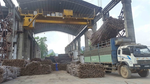 Bốc xếp mía tại Nhà máy đường Phục Hòa. Bốc xếp mía tại Nhà máy đường Phục Hòa.