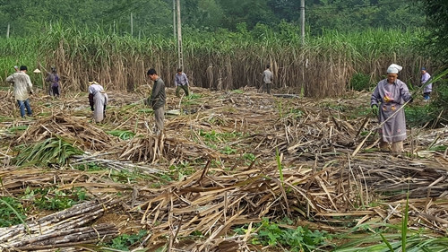 Thu hoạch mía tại xã Hồng Định, huyện Quảng Uyên. Thu hoạch mía tại xã Hồng Định, huyện Quảng Uyên.