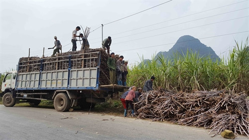 Người dân chuyển mía nguyên liệu lên xe chuyển bán cho nhà máy. Người dân chuyển mía nguyên liệu lên xe chuyển bán cho nhà máy.