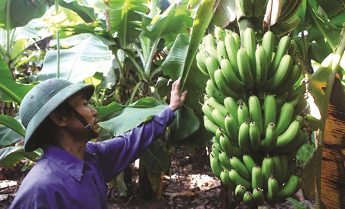 Chuối tiêu là một trong bốn loại cây nằm trong đề án phát triển cây ăn quả giai đoạn 2012 - 2016 của Hà Nội (Ảnh: Trần Huấn)