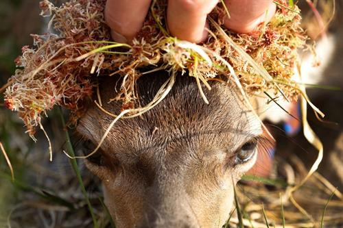 Các chú hươu có thể đi lại tự do khắp hòn đảo chứ không chỉ ở khu vực nghiên cứu. Một nhân viên bảo tồn với chiếc vợt lưới lớn để bắt hươu. Chú hươu con mang tên Karuka18. Chú hươu con 5 ngày tuổi được đem về để thu thập thông tin Chú hươu con Scallop18 được kiểm tra cân nặng tại chỗ. Các nhà khoa học bôi rêu lên người những chú hươu con nhằm tránh để lại mùi trên người chúng, tránh bị đồng loại dè chừng. Những thông tin được thu thập bao gồm dữ liệu DNA, số đo và mẫu sinh trắc học của tất cả con hươu trên đảo. Người sáng lập dự án, Fiona Guinness, vốn phân loại từng chú hươu bằng cách nhớ mặt từng con một. Hiện nay, người ta sử dụng thẻ tên để nhận diện từng chú hươu. Sừng và sọ hươu qua đời trên đảo được giữ lại để phục vụ cho quá trình nghiên cứu và xác nhận những dữ liệu cần thiết cho việc bảo tồn. Các chú hươu có thể đi lại tự do khắp hòn đảo chứ không chỉ ở khu vực nghiên cứu. Một nhân viên bảo tồn với chiếc vợt lưới lớn để bắt hươu. Chú hươu con mang tên Karuka18. Chú hươu con 5 ngày tuổi được đem về để thu thập thông tin Chú hươu con Scallop18 được kiểm tra cân nặng tại chỗ. Các nhà khoa học bôi rêu lên người những chú hươu con nhằm tránh để lại mùi trên người chúng, tránh bị đồng loại dè chừng. Những thông tin được thu thập bao gồm dữ liệu DNA, số đo và mẫu sinh trắc học của tất cả con hươu trên đảo. Người sáng lập dự án, Fiona Guinness, vốn phân loại từng chú hươu bằng cách nhớ mặt từng con một. Hiện nay, người ta sử dụng thẻ tên để nhận diện từng chú hươu. Sừng và sọ hươu qua đời trên đảo được giữ lại để phục vụ cho quá trình nghiên cứu và xác nhận những dữ liệu cần thiết cho việc bảo tồn.