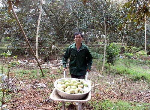 Ông Nguyễn Văn Cường, thôn Cửa Sông, xã Hợp Đức (Tân Yên, Bắc Giang) thu hoạch vú sữa. Ảnh: Đồng Thúy – TTXVN Ông Nguyễn Văn Cường, thôn Cửa Sông, xã Hợp Đức (Tân Yên, Bắc Giang) thu hoạch vú sữa. Ảnh: Đồng Thúy – TTXVN