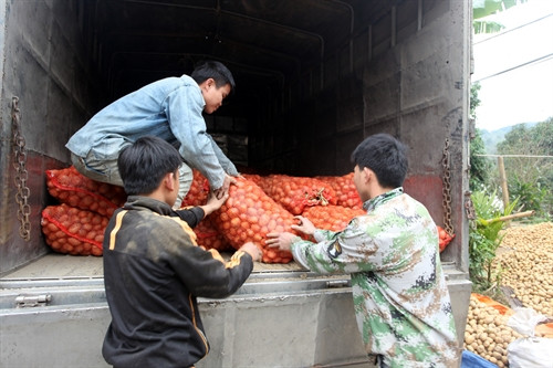 Người dân huyện Ba Bể vận chuyển khoai tây lên xe ô tô để đưa đi tiêu thụ. Người dân huyện Ba Bể vận chuyển khoai tây lên xe ô tô để đưa đi tiêu thụ.