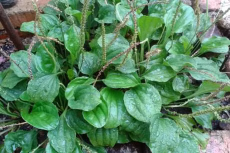 Kỹ thuật trồng cây Mã đề làm thuốc chữa nhiều bệnh tại nhà cực tốt. Ảnh: vietq.vn