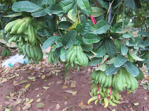 Du lịch nông nghiệp: Hướng đi mới ở Phúc Thọ ảnh 3