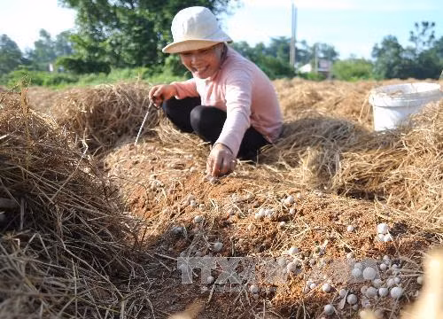 Nông dân thu hoạch nấm rơm. Ảnh: An Hiếu - TTXVN