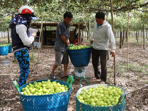 Sản phẩm táo trồng trong nhà lưới đang được các thương lái ưu tiên thu mua với giá cao. Ảnh: Nguyễn Thành – TTXVN Sản phẩm táo trồng trong nhà lưới đang được các thương lái ưu tiên thu mua với giá cao. Ảnh: Nguyễn Thành – TTXVN