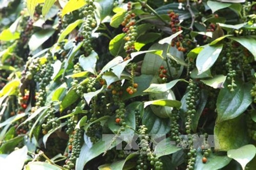 Vườn cây hồ tiêu. Ảnh: Dương Giang/TTXVN Vườn cây hồ tiêu. Ảnh: Dương Giang/TTXVN