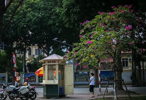 Hoa Ban trắng phớt tím nở trên đường Bắc Sơn mang một vẻ đẹp mỏng manh và thuần khiết. Ảnh: Trọng Đạt - TTXVN Hoa ban Tây Bắc được trồng dày và nở đều và là đoạn đường ngắn nằm phía trước Lăng Bác và có Đài tưởng niệm các anh hùng liệt sỹ. Ảnh: Trọng Đạt - TTXVN Hoa ban trắng phớt tím nở trên đường Hoàng Diệu thu hút sự quan tâm của nhiều bạn trẻ và người dân Thủ đô. Ảnh: Trọng Đạt - TTXVN Hoa ban trắng phớt tím nở trên đường Hoàng Diệu thu hút sự quan tâm của nhiều bạn trẻ và người dân Thủ đô. Ảnh: Trọng Đạt - TTXVN Hoa ban trắng phớt tím nở trên đường Hoàng Diệu thu hút sự quan tâm của nhiều bạn trẻ và người dân Thủ đô. Ảnh: Trọng Đạt - TTXVN Hoa ban tím nở rộ trên góc đường Điện Biên Phủ thu hút sự quan tâm của nhiều bạn trẻ và người dân Thủ đô. Ảnh: Trọng Đạt - TTXVN Hoa Ban tím nở trên đường Điện Biên Phủ. Ảnh: Trọng Đạt - TTXVN Hoa ban trắng phớt tím nở trên đường Hoàng Diệu thu hút sự quan tâm của nhiều bạn trẻ và người dân Thủ đô. Ảnh: Trọng Đạt - TTXVN Phố phường Thủ đô được điểm tô thêm nét đẹp của hoa ban trắng phớt tím nở trên đường Hoàng Diệu. Ảnh: Trọng Đạt - TTXVN Rất đông người dân thủ đô đến ngắm hoa ban nở rộ trên đoạn đường Hoàng Diệu. Ảnh: Trọng Đạt - TTXVN Hoa ban trắng phớt tím nở trên đường Hoàng Diệu, thu hút sự quan tâm của nhiều bạn trẻ và người dân Thủ đô. Ảnh: Trọng Đạt - TTXVN Hoa ban trắng phớt tím nở trên đường Hoàng Diệu, thu hút sự quan tâm của nhiều bạn trẻ và người dân Thủ đô. Ảnh: Trọng Đạt - TTXVN oa ban trắng phớt tím nở trên đường Hoàng Diệu Vẻ đẹp mỏng manh và thuần khiết của hoa ban. Ảnh: Trọng Đạt - TTXVN