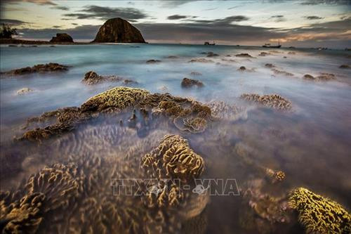 Ngắm san hô biển tuyệt đẹp ở Hòn Yến (Phú Yên) ảnh 2