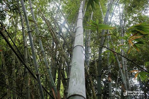 Theo kinh nghiệm của ngườiThái ở huyện Tương Dương (Nghệ An), để làm được "bong khàu lám" (cơm lam) ngon phải mất nhiều công đoạn. Trước hết, phải chọn được cây tre gai - một loại cây mọc tự nhiên trong các khu rừng. Khi chọn cây tre làm ống lam, người ta thường chọn những cây không quá già và cũng không quá non bởi đây là những cây đang trong giai đoạn chuyển từ măng thành cây. Ảnh: Lữ Phú Ưu tiên lựa chọn vẫn là những cây có đốt ống dài, thẳng đẹp, không bị sâu, chặt bỏ một đầu mắt, tạo thành ống có đáy. Loại tre được người Thái tìm chọn để lam cơm là loại tre khi cơm lam chín, bóc hết lớp vỏ tre cứng còn để lại một lớp màng mỏng bao bọc lấy phần cơm đã chín, vì thế khi cầm cơm không bị dính vào da tay, khi ăn có vị ngọt của tre, vị thơm của nếp mới. Đây cũng là điểm khác biệt của tre gai so với cây nứa khi dùng để lam cơm. Ngoài ra, ống lam từ cây tre có lớp vỏ dày hơn nên khi lam không sợ cơm bị cháy như các loại ống khác. Ảnh: Lữ Phú Gạo để làm cơm lam là gạo nếp mới được thu hoạch trên nương về, có thể là nếp trắng hoặc nếp cẩm thơm ngon. Trước khi cho gạo vào ống lam, người ta thường cho một ít nước vào trước, sau đó cho gạo vào ống và đổ nước đầy miệng ống ngâm qua đêm. Trước khi lam, miệng ống tre được nút bằng lá chuối rừng để khi lam cơm không bị nghe mùi khói và vẫn giữ nguyên được hương vị của nếp mới hòa quyện với mùi thơm của ống lam. Ảnh: Lữ Phú Khi lam cơm cũng cần phải khéo tay, giữ lửa sao cho ống lam không bị cháy và cơm trong ống được chín. Khi lam, lửa phải to và thực hiện lam từ đáy ống lên hoặc miệng ống xuống, tùy từng nơi khác nhau và luôn trở ống đều tay để cơm lam chín đều và không bị sượng. Lam khi nào ống cháy sém, có mùi cơm nếp tỏa ra là dấu hiệu cơm đã chín. Ảnh: Lữ Phú Trước khi ăn, dùng dao chẻ bỏ lớp vỏ ngoài đã bị nướng cháy, sau đó tước lớp vỏ dày, chỉ để lại một lớp mỏng màu trắng bên trong thấy cơm lam định hình ở dạng ống đặc và được bao quanh một lớp màng mỏng màu trắng của ruột tre. Ảnh: Lữ Phú Khi đã chín, bóc hết vỏ cứng của tre, còn lại một lớp màng giấy mỏng giúp cơm không dính vào da tay. Cơm lam là món ăn mang nhiều ý nghĩa tâm linh. Đồng bào Thái thường có quan niệm nhờ mưa thuận, gió hòa, mùa màng mới tươi tốt, mới có được hạt gạo dẻo thơm để làm cơm lam. Ảnh: Lữ Phú Theo kinh nghiệm của ngườiThái ở huyện Tương Dương (Nghệ An), để làm được "bong khàu lám" (cơm lam) ngon phải mất nhiều công đoạn. Trước hết, phải chọn được cây tre gai - một loại cây mọc tự nhiên trong các khu rừng. Khi chọn cây tre làm ống lam, người ta thường chọn những cây không quá già và cũng không quá non bởi đây là những cây đang trong giai đoạn chuyển từ măng thành cây. Ảnh: Lữ Phú Ưu tiên lựa chọn vẫn là những cây có đốt ống dài, thẳng đẹp, không bị sâu, chặt bỏ một đầu mắt, tạo thành ống có đáy. Loại tre được người Thái tìm chọn để lam cơm là loại tre khi cơm lam chín, bóc hết lớp vỏ tre cứng còn để lại một lớp màng mỏng bao bọc lấy phần cơm đã chín, vì thế khi cầm cơm không bị dính vào da tay, khi ăn có vị ngọt của tre, vị thơm của nếp mới. Đây cũng là điểm khác biệt của tre gai so với cây nứa khi dùng để lam cơm. Ngoài ra, ống lam từ cây tre có lớp vỏ dày hơn nên khi lam không sợ cơm bị cháy như các loại ống khác. Ảnh: Lữ Phú Gạo để làm cơm lam là gạo nếp mới được thu hoạch trên nương về, có thể là nếp trắng hoặc nếp cẩm thơm ngon. Trước khi cho gạo vào ống lam, người ta thường cho một ít nước vào trước, sau đó cho gạo vào ống và đổ nước đầy miệng ống ngâm qua đêm. Trước khi lam, miệng ống tre được nút bằng lá chuối rừng để khi lam cơm không bị nghe mùi khói và vẫn giữ nguyên được hương vị của nếp mới hòa quyện với mùi thơm của ống lam. Ảnh: Lữ Phú Khi lam cơm cũng cần phải khéo tay, giữ lửa sao cho ống lam không bị cháy và cơm trong ống được chín. Khi lam, lửa phải to và thực hiện lam từ đáy ống lên hoặc miệng ống xuống, tùy từng nơi khác nhau và luôn trở ống đều tay để cơm lam chín đều và không bị sượng. Lam khi nào ống cháy sém, có mùi cơm nếp tỏa ra là dấu hiệu cơm đã chín. Ảnh: Lữ Phú Trước khi ăn, dùng dao chẻ bỏ lớp vỏ ngoài đã bị nướng cháy, sau đó tước lớp vỏ dày, chỉ để lại một lớp mỏng màu trắng bên trong thấy cơm lam định hình ở dạng ống đặc và được bao quanh một lớp màng mỏng màu trắng của ruột tre. Ảnh: Lữ Phú Khi đã chín, bóc hết vỏ cứng của tre, còn lại một lớp màng giấy mỏng giúp cơm không dính vào da tay. Cơm lam là món ăn mang nhiều ý nghĩa tâm linh. Đồng bào Thái thường có quan niệm nhờ mưa thuận, gió hòa, mùa màng mới tươi tốt, mới có được hạt gạo dẻo thơm để làm cơm lam. Ảnh: Lữ Phú